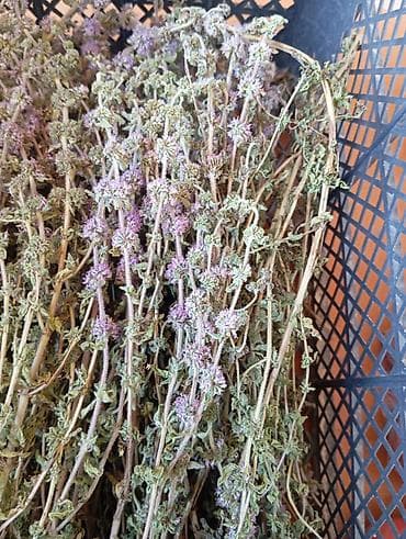 Su nanəsi (Mentha aquatica) – ətirli, bənövşəyi çiçəkləri olan