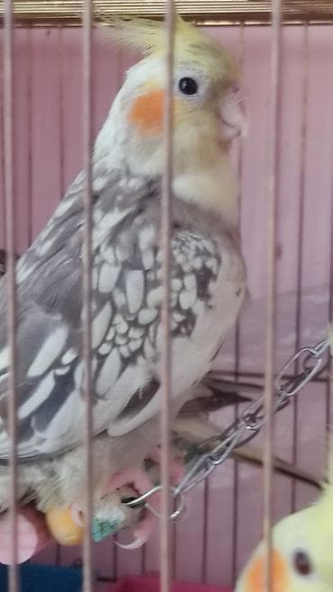 Kafes şəraitində böyüdülmüş kokatiel tutuquşuları satışda. Bu
