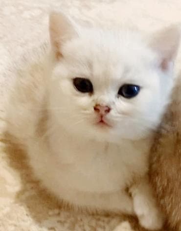 pişik geyim: Britan, Dişi, Yaxşı əllərə, Ünvandan götürmə — 1