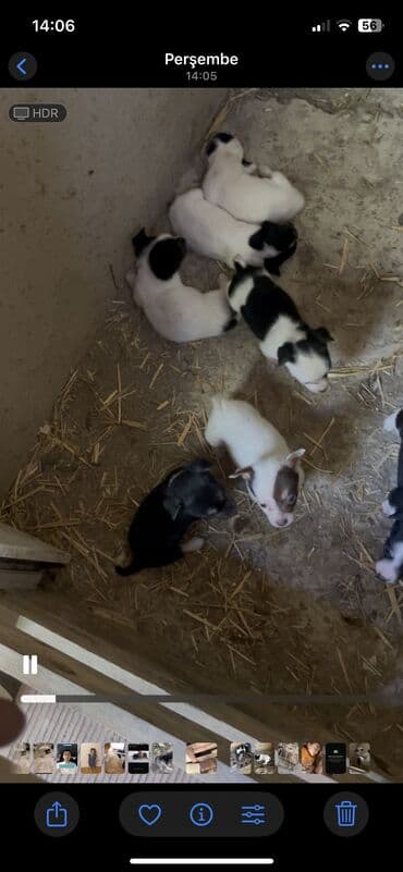 мейн кун купить в баку: Temiz filo zvanok balalar dik qulaq zpiral quyruq erkeyde var diside — 3