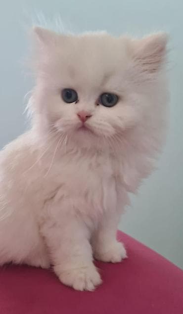 Ağ rəngli tüklü balaca pişik balaları 250tüklü pisikler250 - Rəng: tam