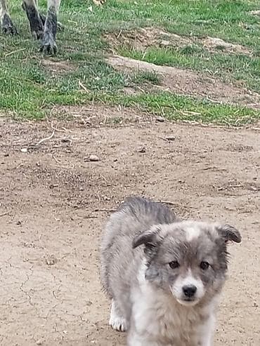 it evlerinin satisi: Zvonok — 2