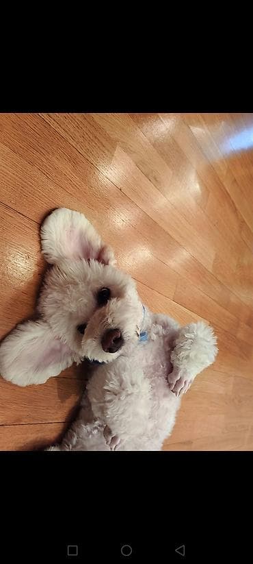 mini poodle: Pudel, 6 ay, Erkek — 1