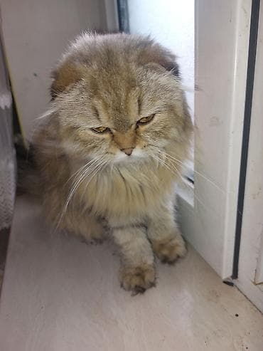 britanski pişik: Şotland uzun tüklü — 1