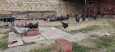 xarkov toyuqlari satişi: Toyuq, Damazlıq — 3