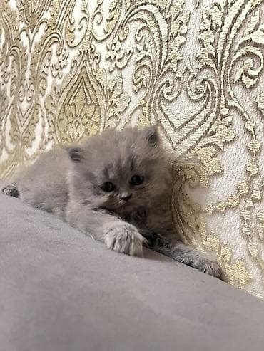 Britaniya qısa tüklü (British Shorthair) balası – mavi (blue) rəng -