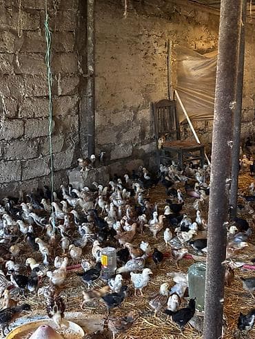 Животные: 95 günlük xoruzlar və 25 günlük cücələr var isdiyen əlaqə saxlasin — 5