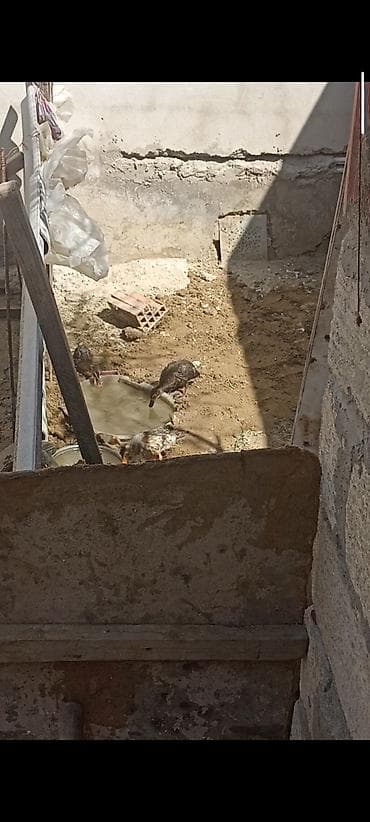 4 dənə ördək balası satlır parterdə var heyrəti becəylə - Növ: Ev