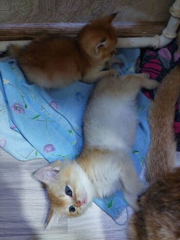 saf qan haski: Qızıl şinşilla, Erkək, Dişi, Yaxşı əllərə, Ünvandan götürmə — 9