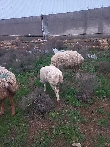 diri qoyun satisi: Salam heyavanlar satılır 3dənə balalı 1dənə tək 2si birinci qarın 2si — 3