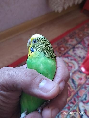 daniwan papuqay: Məhsul: Dalmatinsiz dalğalı papuqay cütü (budgerigar/“volnıstıy”) - — 5