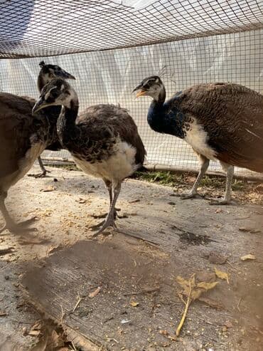 qəfəs quşları: Məhsul: Tovus quşları (pavlin) Təsvir: - Şəkillərdə bir neçə baş gənc — 1