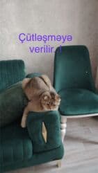 şınşıla pişik: Britan, Erkək, Cütləşmə üçün, Ödənişli çatdırılma — 2