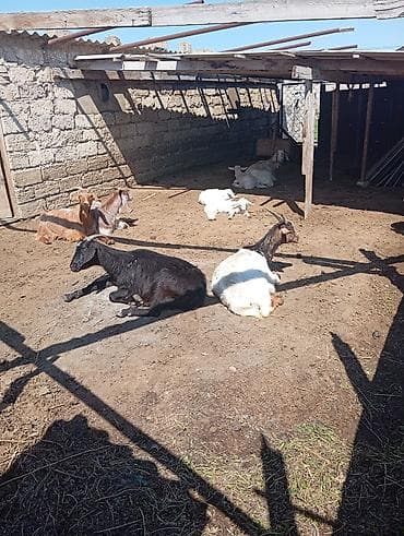 heyvanlar keci: Cürbəcür ev heyvanları – keçilər - Təsərrüfat şəraitində saxlanılan — 1