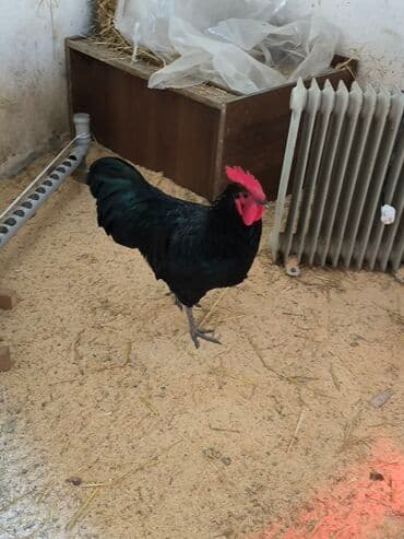 cuce ve xoruz temsil: 🐓 Cavan əsl damazlıq çox aktiv avstrolorp xoruz satıram tam sağlam iri — 5