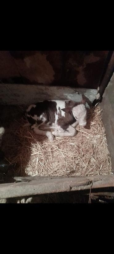 Bu dana fərqli qəhvəyi və ağ ləkələri ilə seçilir. Heyvan saman lalafo.az -da Bu dana fərqli qəhvəyi və ağ ləkələri ilə seçilir. Heyvan saman