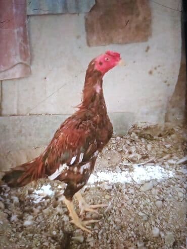 cucə və xoruz təmsil: Məhsul: Uzunboyun döyüş tipi xoruz (fotoşəkillərdəki) Təsvir: - — 9