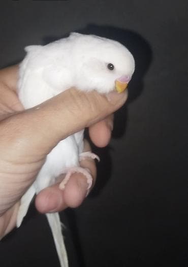 bülbül qəfəsi: Məhdud sayda 2 aylıq klassik rəngli dalğalı tutuquşular (Volnisti və — 5