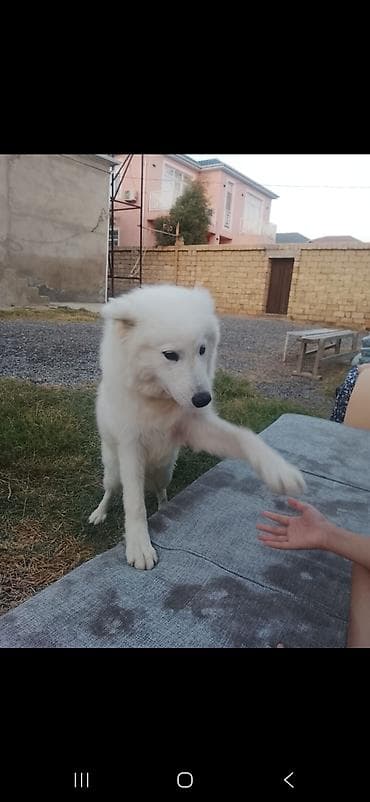 8 ay, Dişi, Peyvəndli, Ünvandan götürmə
