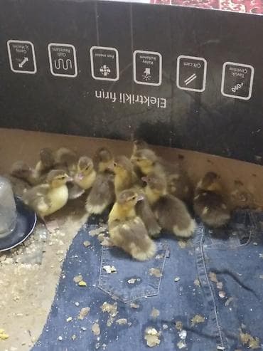 Yemlər: Krasadar lal ördək balalarıdır. 10 günlükdürlər.11 ədəddilər .1 ədədi — 1