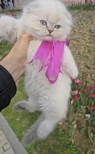 шиншилла кошка: Şotland yasti qulaq colir point erkey bala satişdadi.Fevralin 1 i — 5