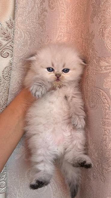 Colorpoint chinchilla dişi 🤍 — 1