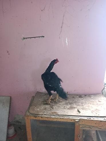 Aseel tipli xoruz - Cins: Aseel (uzunboyun, möhkəm skeletli, güclü