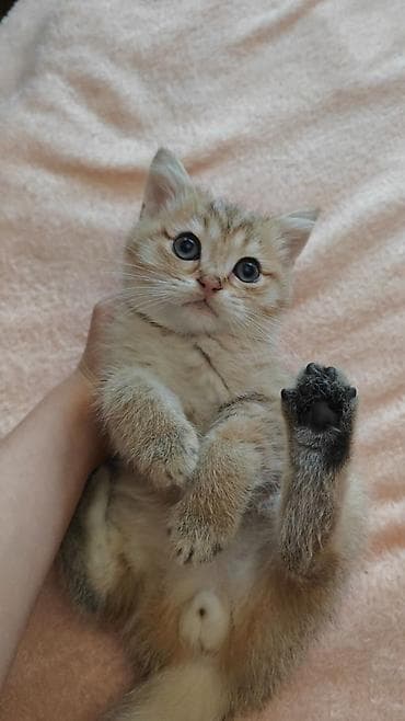 ana bala inək: Britan — 2