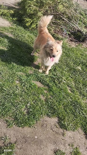 6 ay, Dişi, Peyvəndli, Ünvandan götürmə