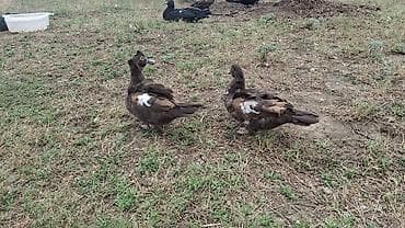 Muscovy ördəkləri (indoutka) – müxtəlif rənglərdə - Cins: Muscovy