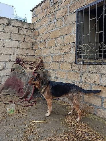 Pişiklər: Alman çoban iti — 1