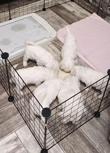 bichon frise qiymeti: Bişon Frize — 1