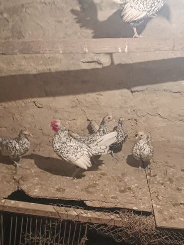 toyuq colpa: Toyuq, Damazlıq — 3