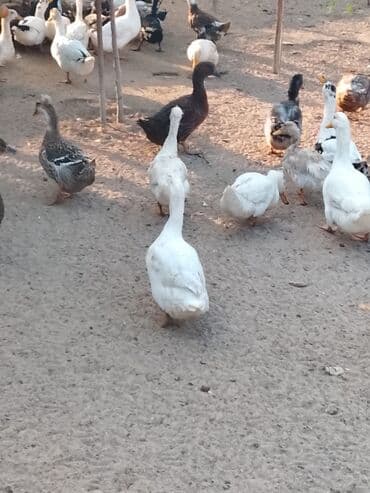hinduşqa balası: Satılır: ördək sürüsü - Növlər və rənglər: ağ, qara, boz, qəhvəyi və — 2