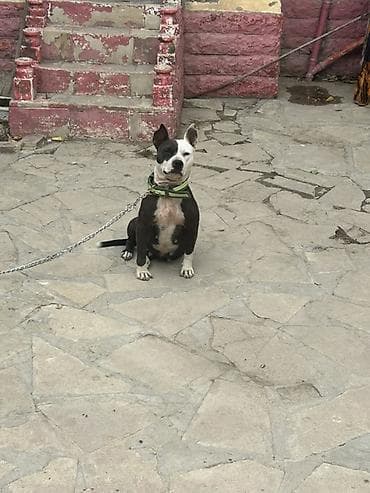 pit bull: Pitbul, 1 il, Dişi — 2
