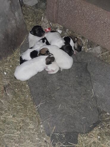 ən gözəl it adları: Zvonok, 1 ay, Erkek — 2