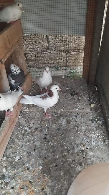 Quşlar: 2 cut baladı quşları tergizirem diye satilir cütü 15 azn — 3
