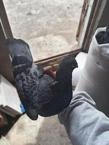 Boz rəngli göyərçin - Növ: ev göyərçini (boz/göy çalarlarında) - — 1