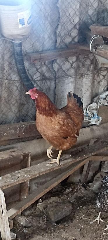 tap az yumurtlayan toyuqlar: Toyuq, Australorp, Bresse, Damazlıq — 1