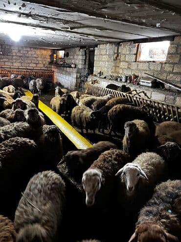 beyləqan sortu qoyun və quzuları: Erkək, il: 1, 45 kq, Ətlik, Ünvandan götürmə — 3