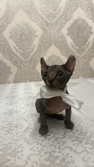 sfinks satilir: Sfinks, Erkək — 7