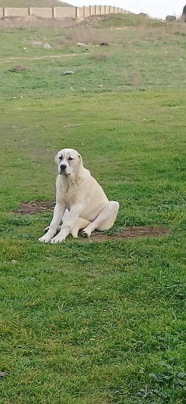 sivas kangal kanqal iti: Qurdbasar, 6 ay, Dişi, Peyvəndli, Ödənişli çatdırılma — 6