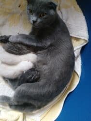 в добрые руки: Şotland, Dişi, Yaxşı əllərə, Ünvandan götürmə — 7