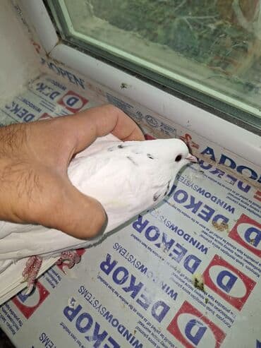 qus bazari bakida: Ağ rəngli bəzək güvənləri (cüt) - Növ: ev güvəni, ağ rəngdə - — 4