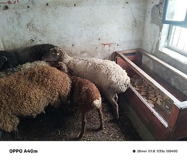 mal qara: Dişi, il: 7, Damazlıq — 1