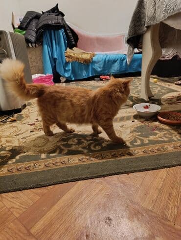 pişik latok: Narıncı tüklü pişik - Cins: ev pişiyi (narıncı/tabby rəngli) - — 2