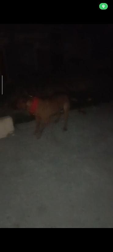 pitbull satılır: Pitbul satıram 150 manata saxlaya bilmirəm - Rəng: tünd-qəhvəyi, qısa — 3