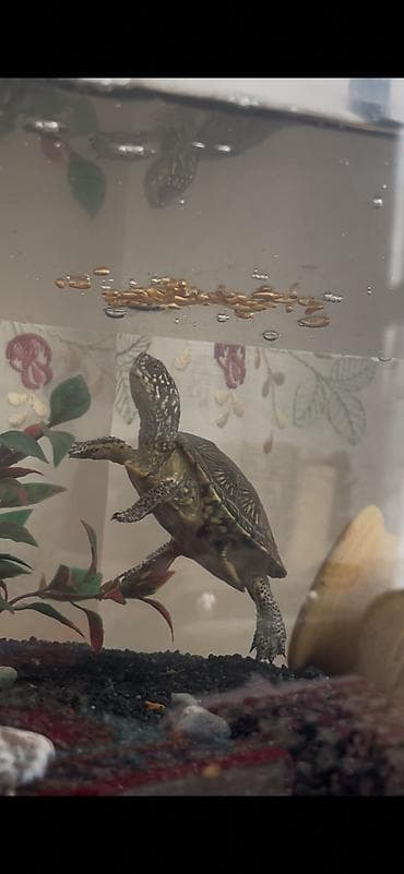 ev heyvanlari satisi: Salam alekum Akvarium tısbağasıdır təxmini 15 sm Sağlam heyvardır — 1