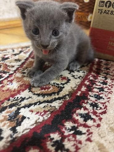 afcarka bala: Scottish Fold - Rənglər: tək rəngli tünd-boz (mavi tonlu) və — 2