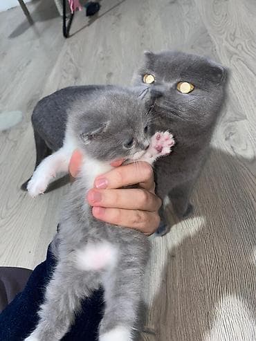 bala pisik: Şotland yastı qulaq — 3